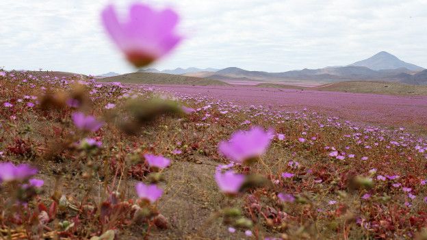 atacama