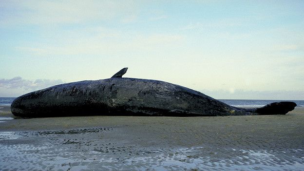 cachalote
