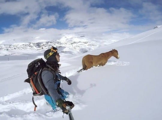 rescate de caballo