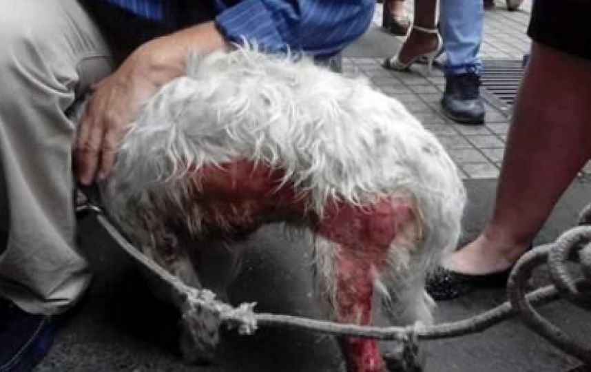 perro quemado