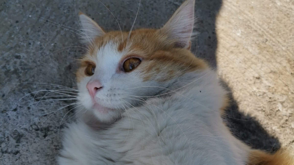 Gato