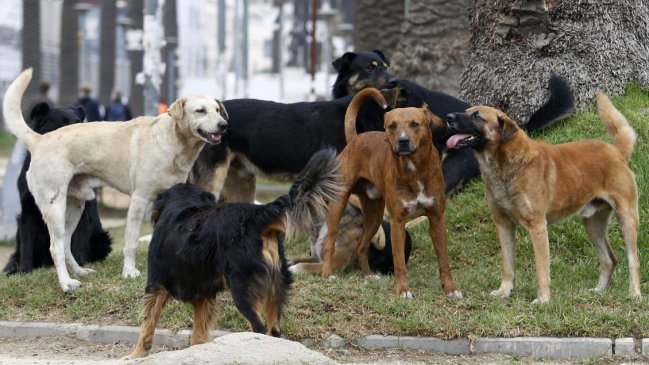 Perros