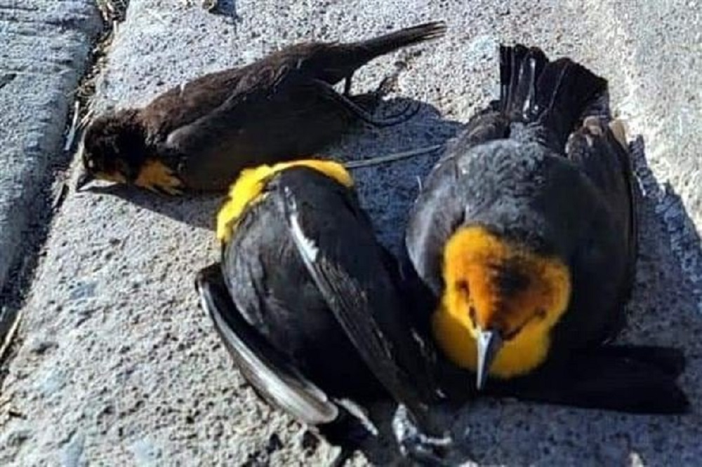 Aves
