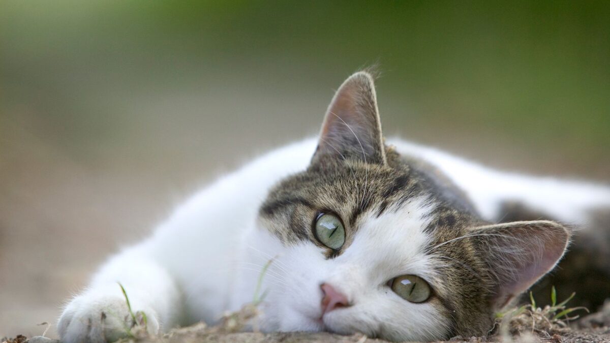 Gato