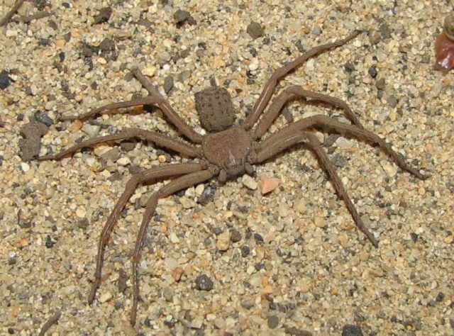 spider5
