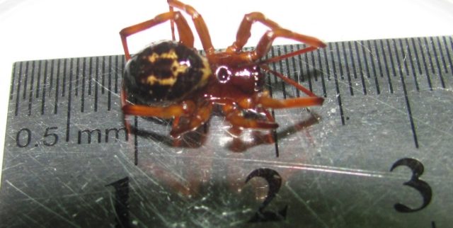 araña