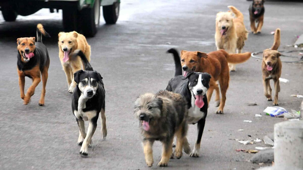 faenamiento de perros