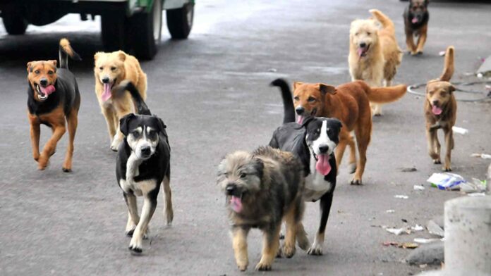 faenamiento de perros
