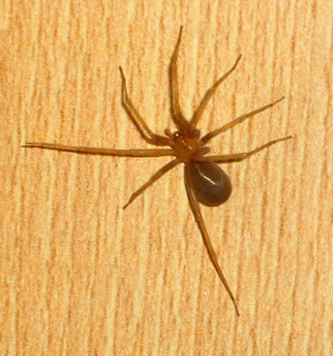 spider
