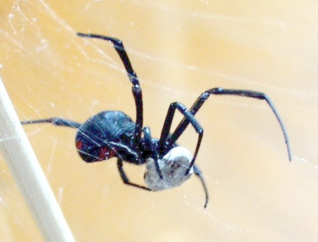 Spider2
