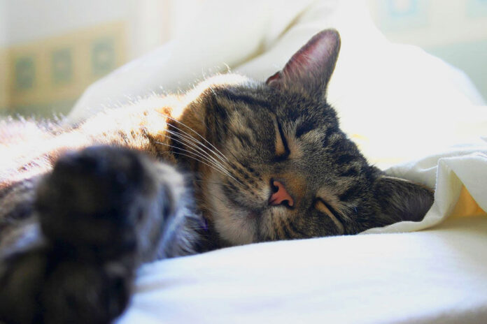 Gato