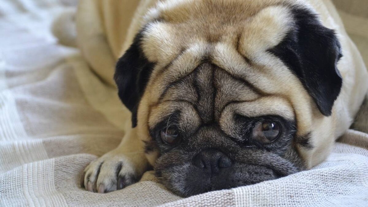 Pug