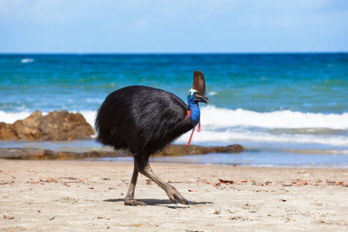 Australia