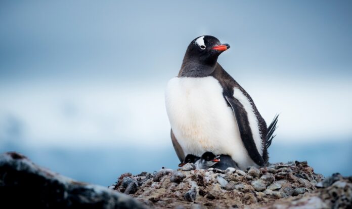 Antártica
